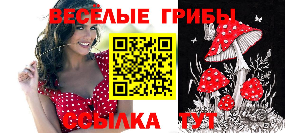 Галлюциногенные грибы Psilocybine cubensis Карпинск